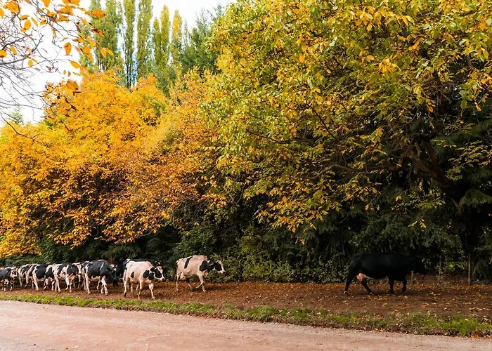 Encanto Patagonico